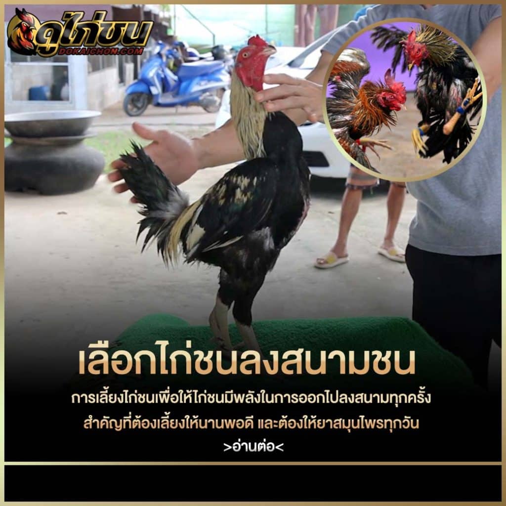 เลือกไก่ลงสนาม