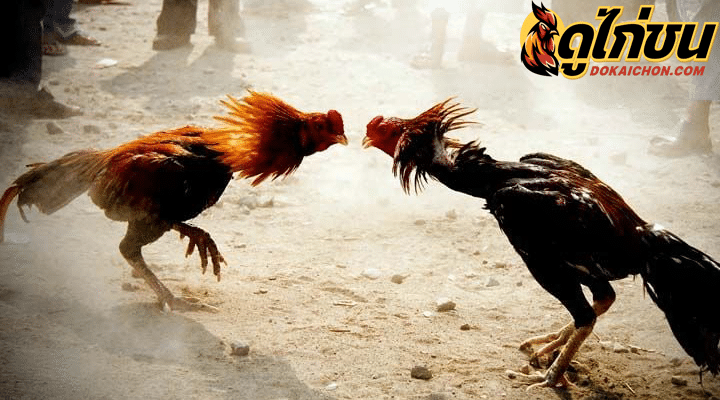การพนันไก่ชน