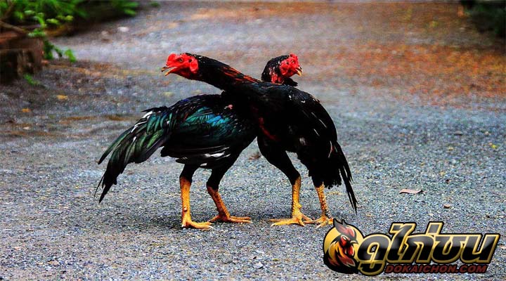 การส่งไก่ชนไทย