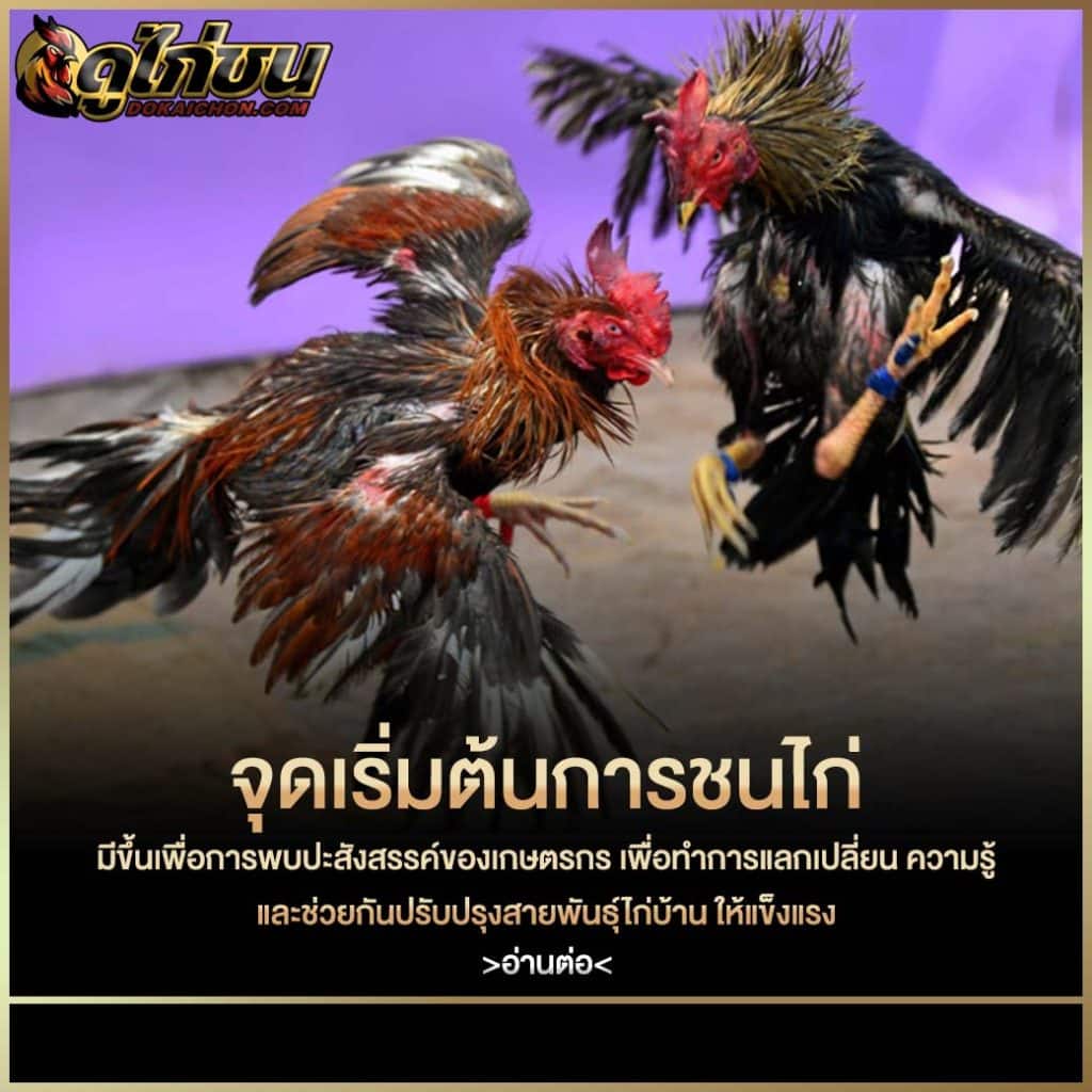 จุดเริ่มต้นการชนไก่