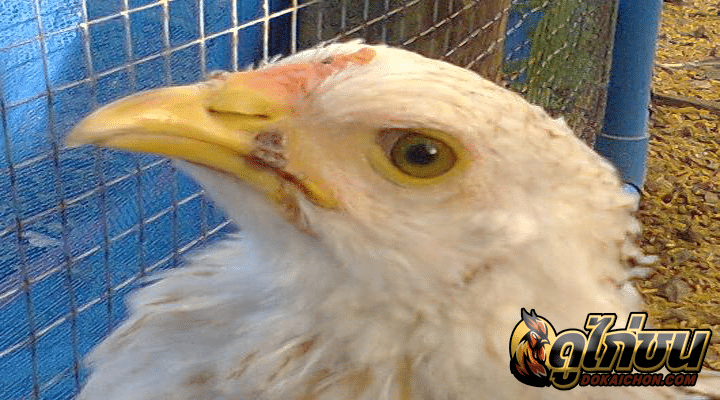 โรคฝีดาษไก่