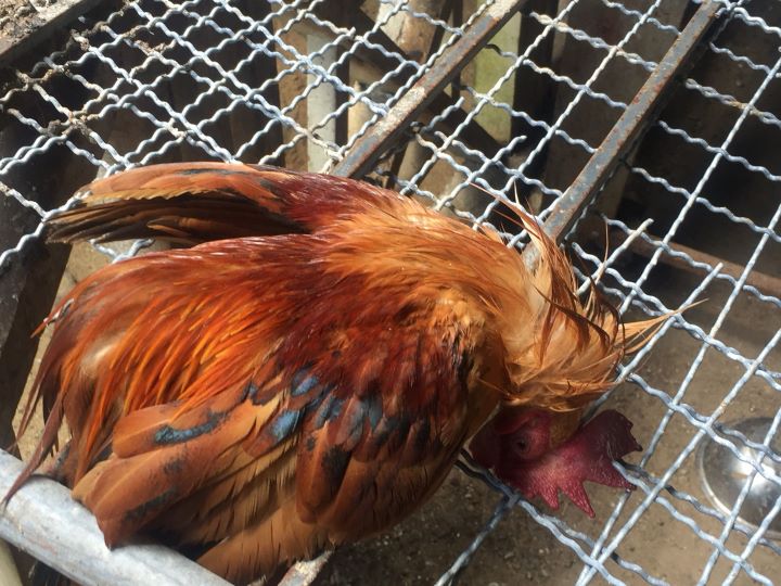 โรคอหิวาต์ไก่